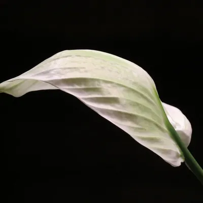 Spathiphyllum