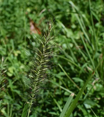 MOOWY Power Lawn
