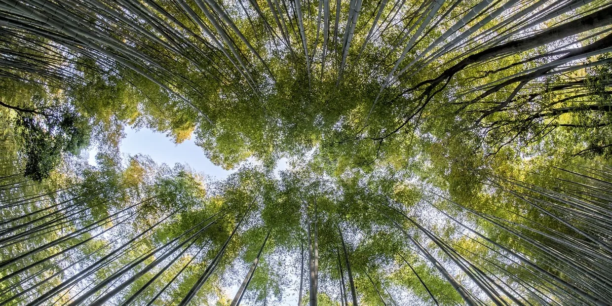 bamboo root barrier