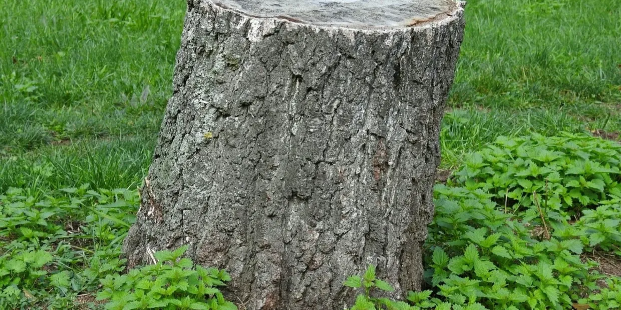 how much to remove a tree stump