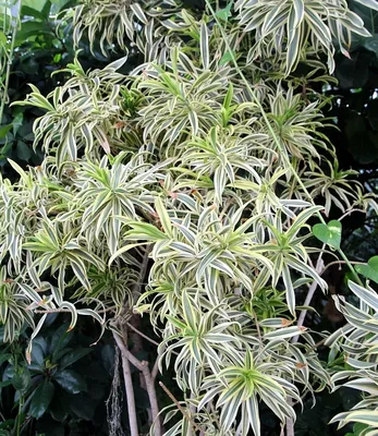Chlorophytum Bonnie