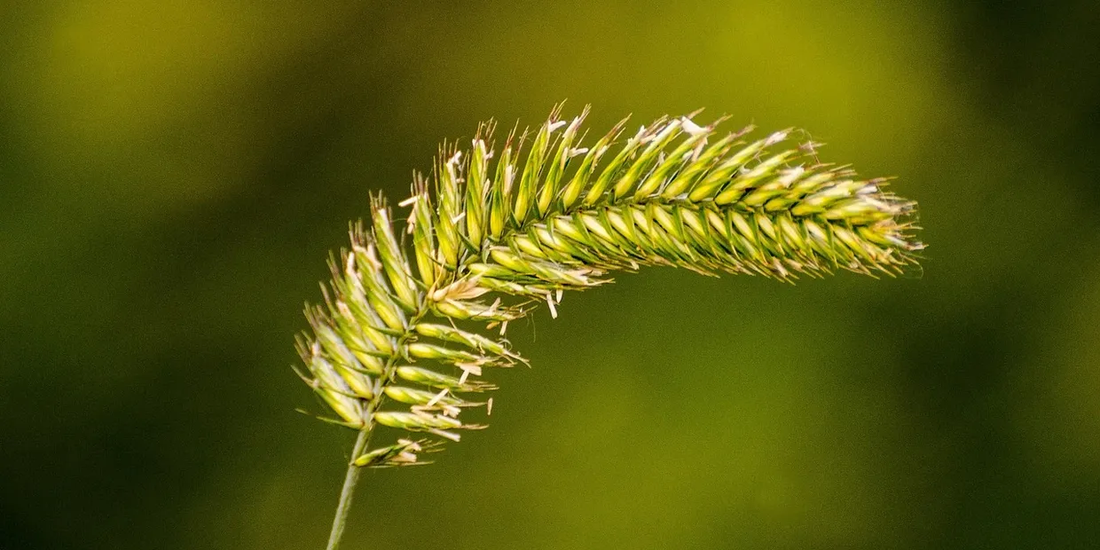 Grass Seed Vs Turf
