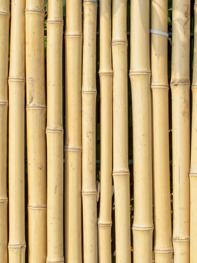 Fast Bamboo Growth Week 4