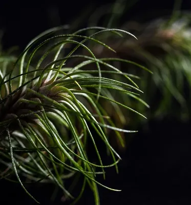 Indoor Plant from Botanicly
