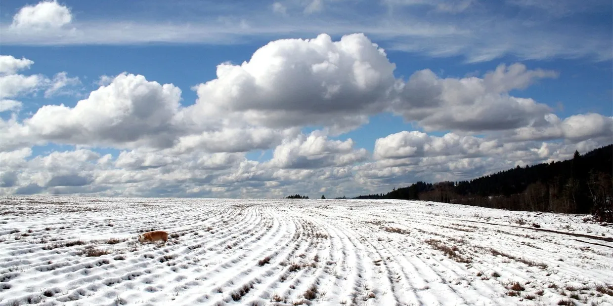 Best Grass Seed UK
