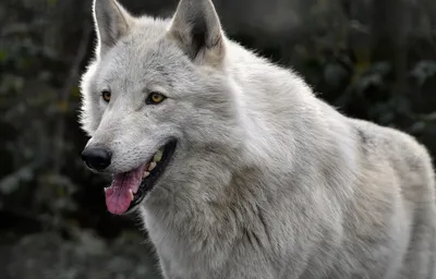 Wolf Garten Multi-Change