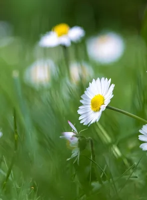 Gro-Sure Aqua Gel Coated Smart Grass Lawn Seed