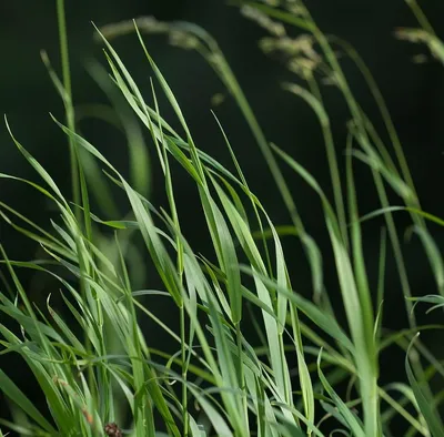 Petgrow Premium 35mm Pile Height Artificial Grass