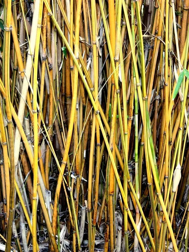 Fast Bamboo Growth Week 3
