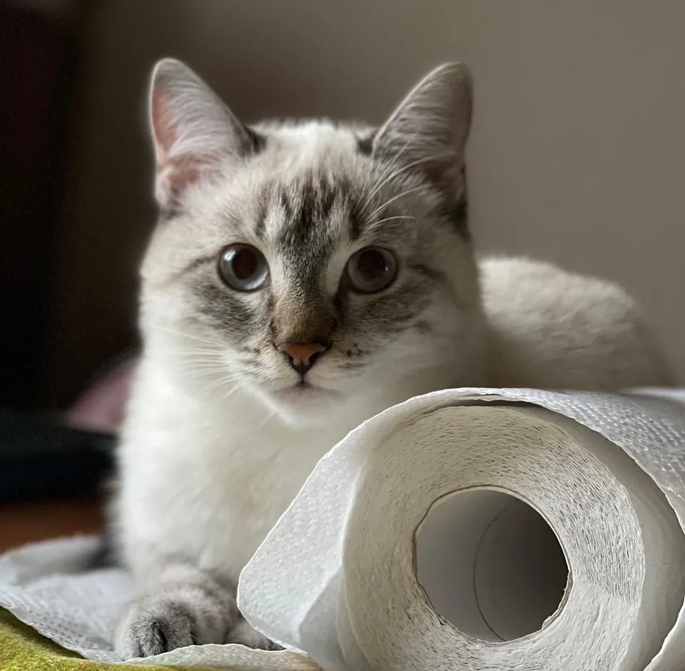 best toilet paper uk