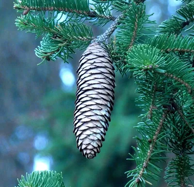 Dibor Christmas Wreath Pine Cone