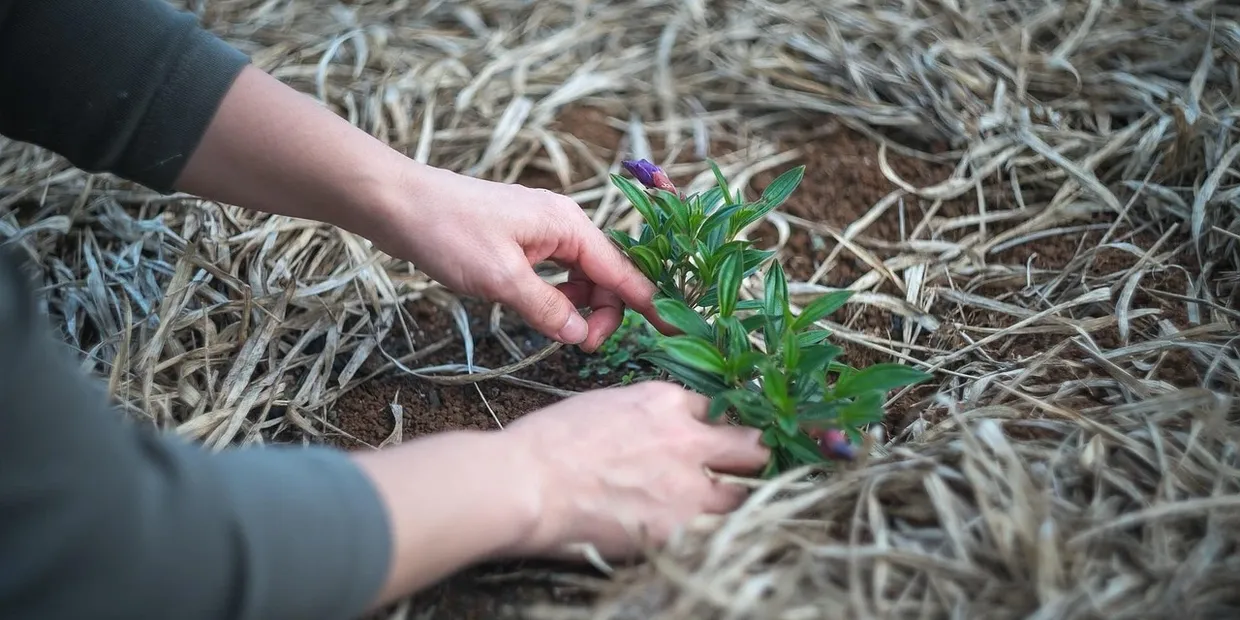 how much do gardeners charge to lay turf