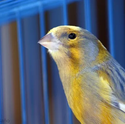 Nestling Video Doorbell