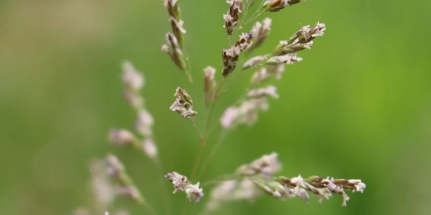 Best Grass Seed