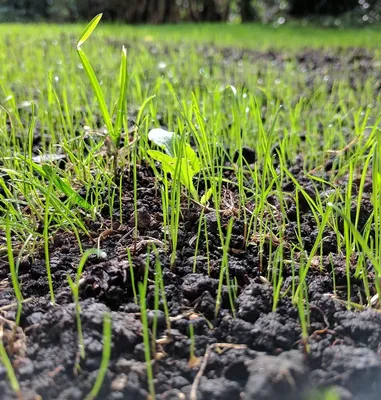 A1 Lawn AM Pro Landscaping Grass Seed