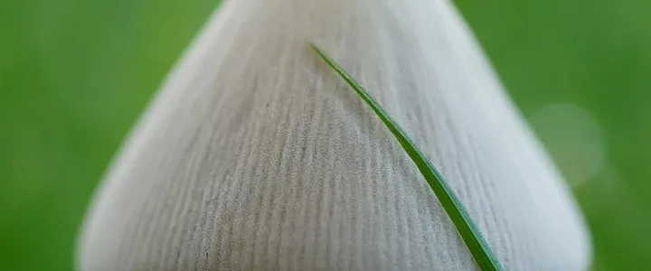 best lawn rake scarifier