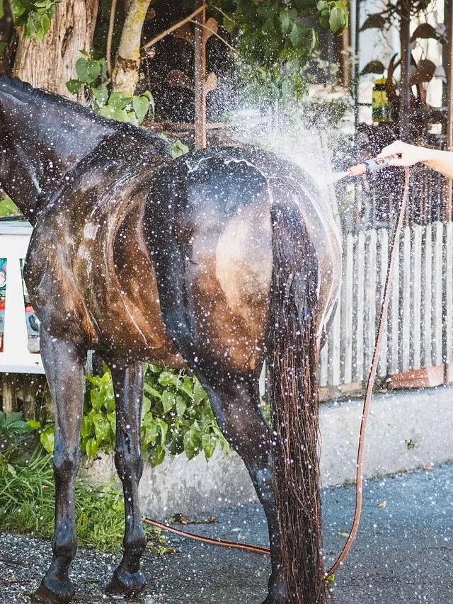 best hose pipe