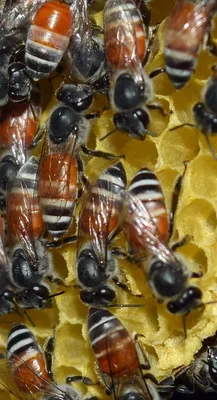 Hive Active Plug