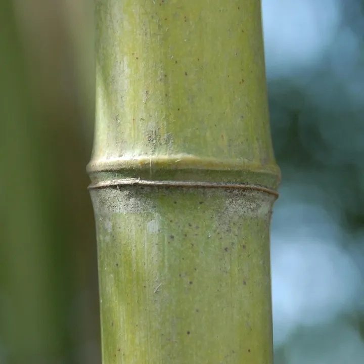 Root Barrier For Bamboo
