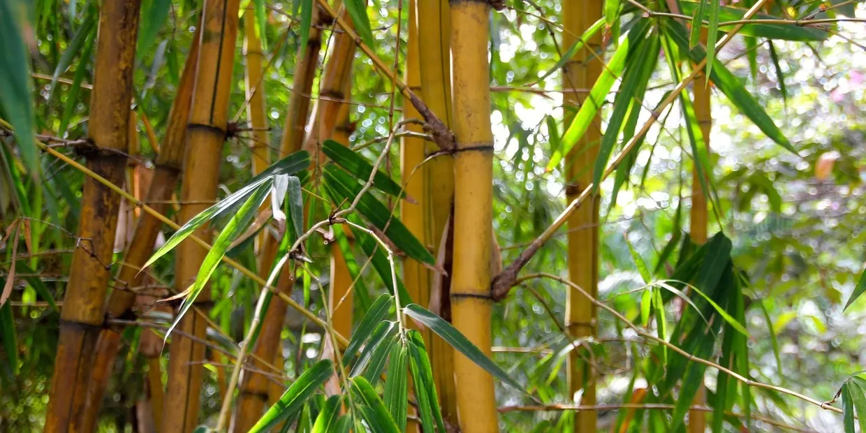 Root Barrier