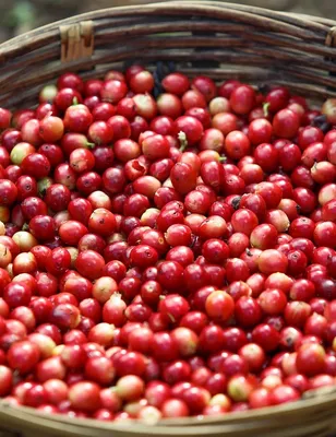 Moreish Decaf Coffee Bags