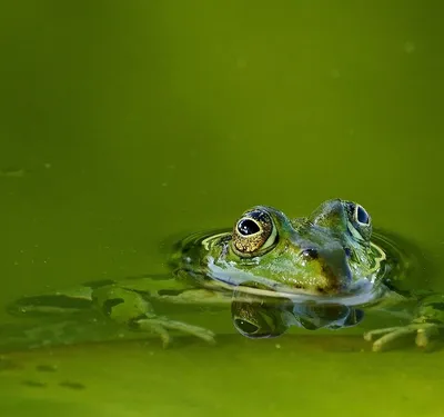 Frog Tape Green Multi Surface Painters Masking Tape