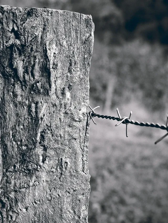 Wooden Fence Post