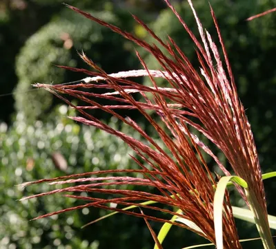 GBW Grass Seed