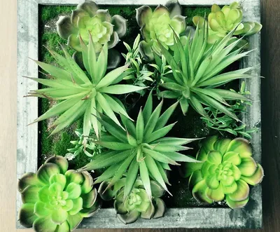 Jobary Set of 5 Artificial Succulent Potteds