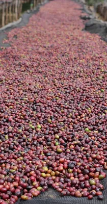 Lavazza Qualita Rossa