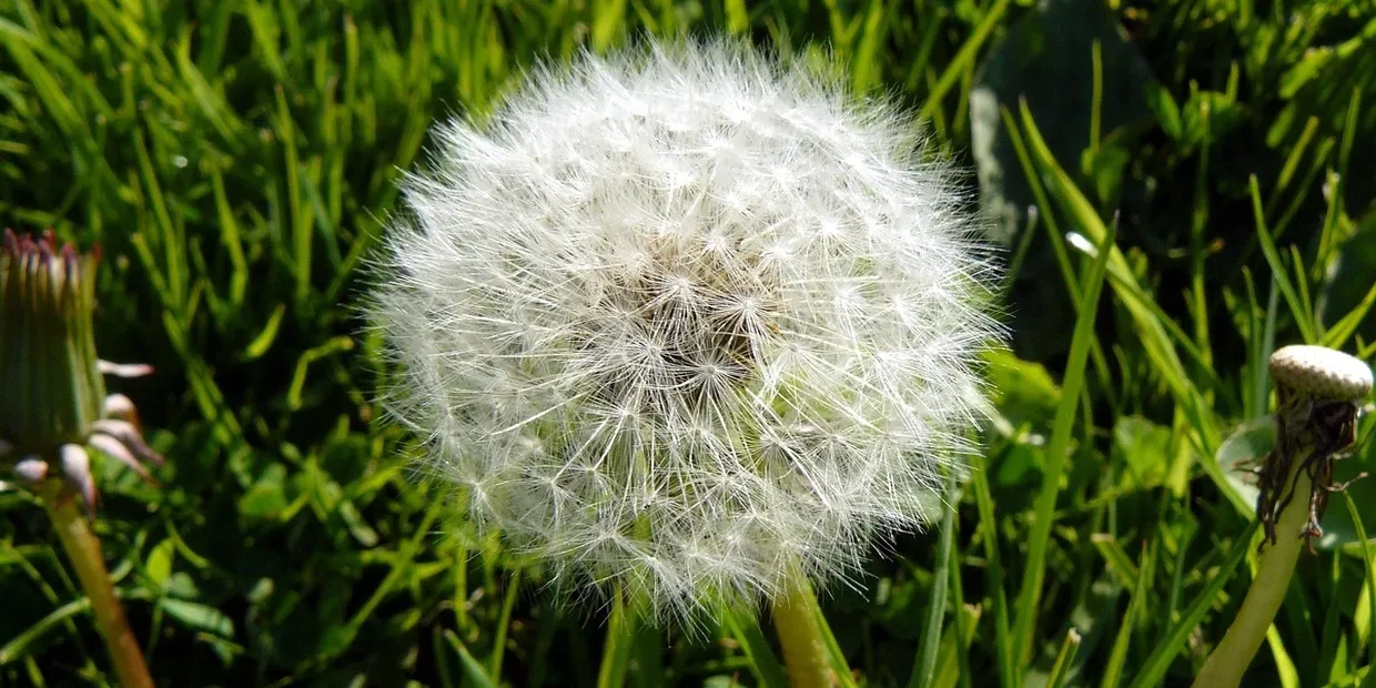 When To Plant Grass Seed