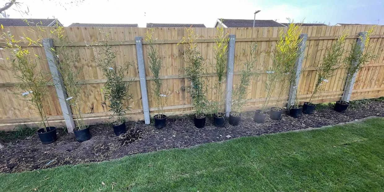 how to plant bamboo